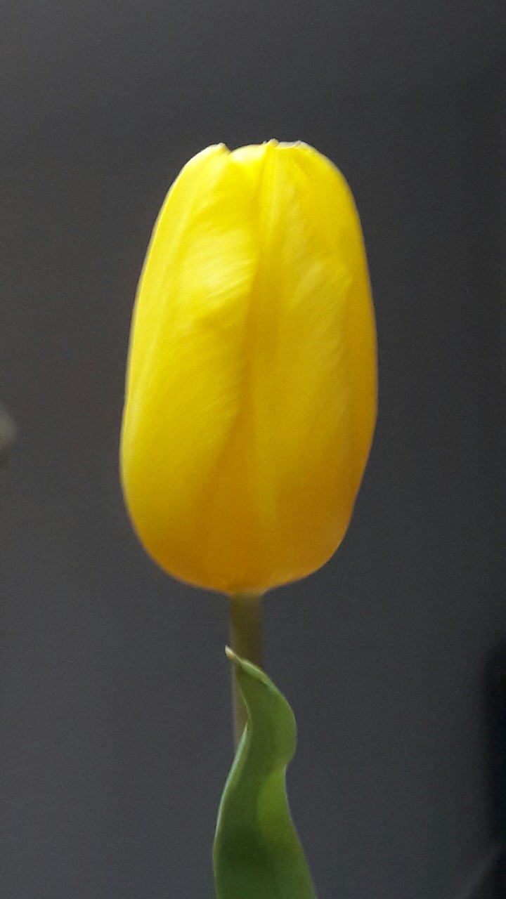 Tulpe