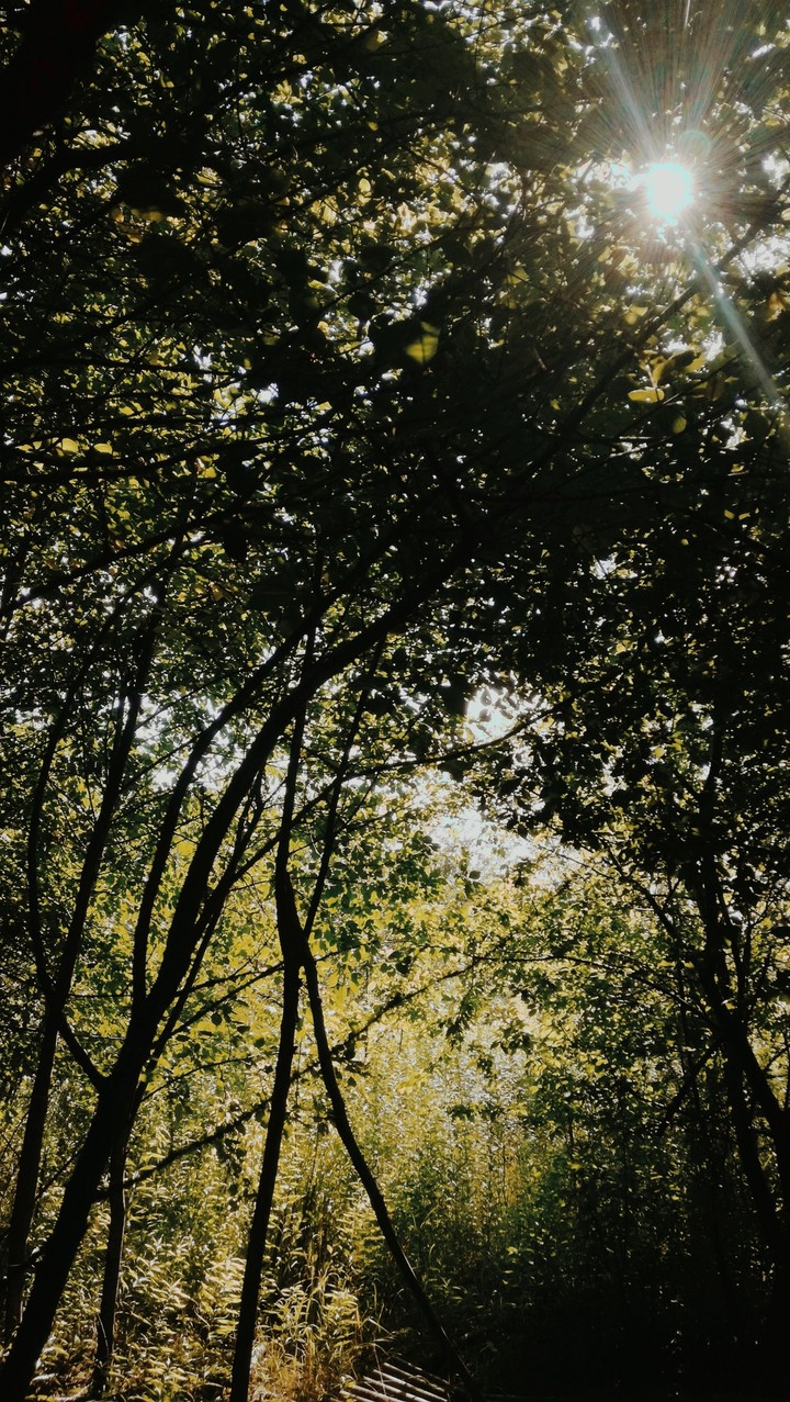 forest
