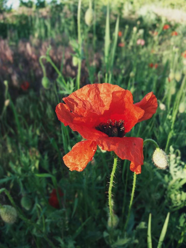 poppy