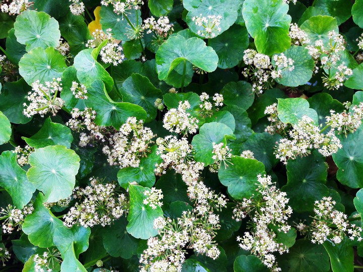 Centella Asiatica