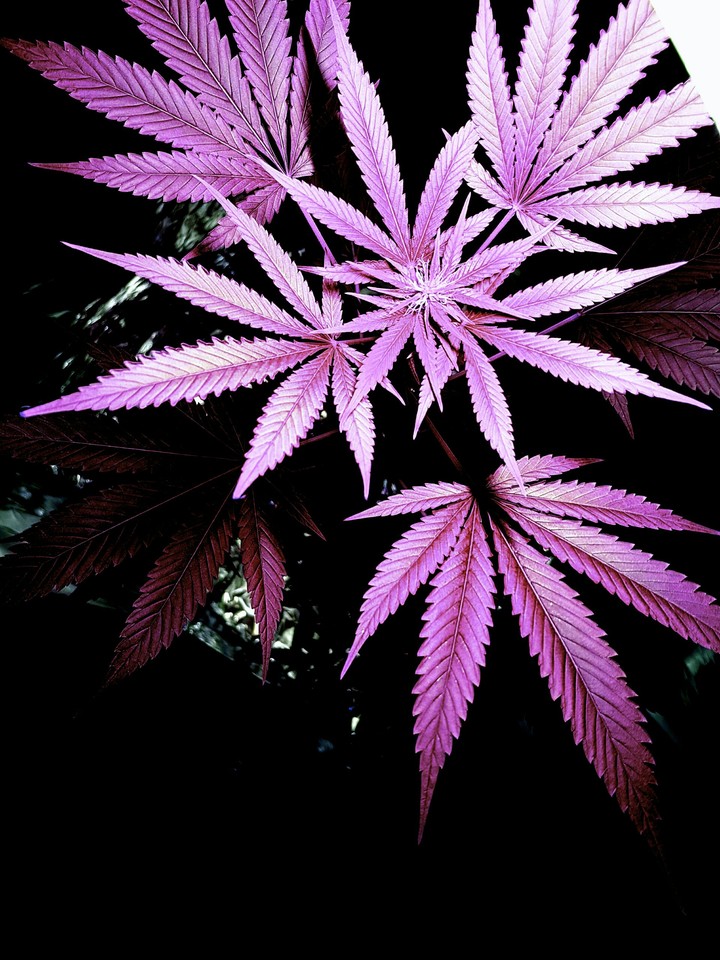 Pink cannabis