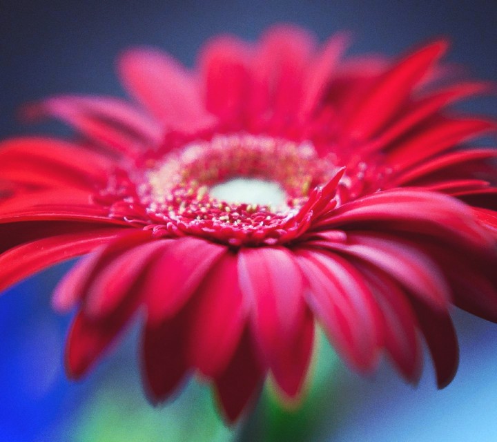 Flower HD