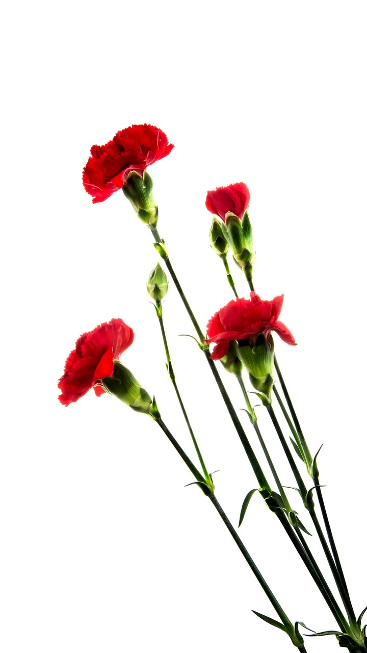 Beautiful Flowers