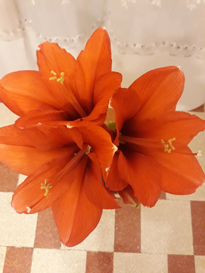 tris di cuori