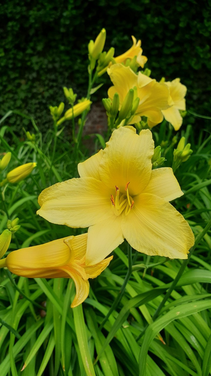Flowers