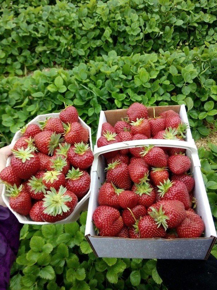 Erdbeere
