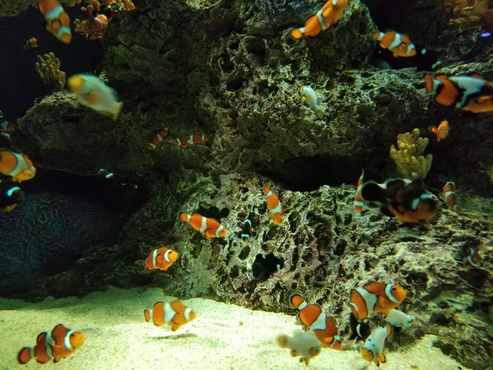 fish fish