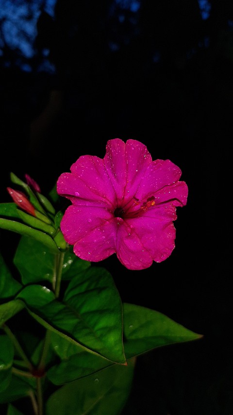 magenta, leaf壁紙