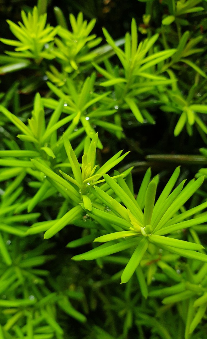 leaves