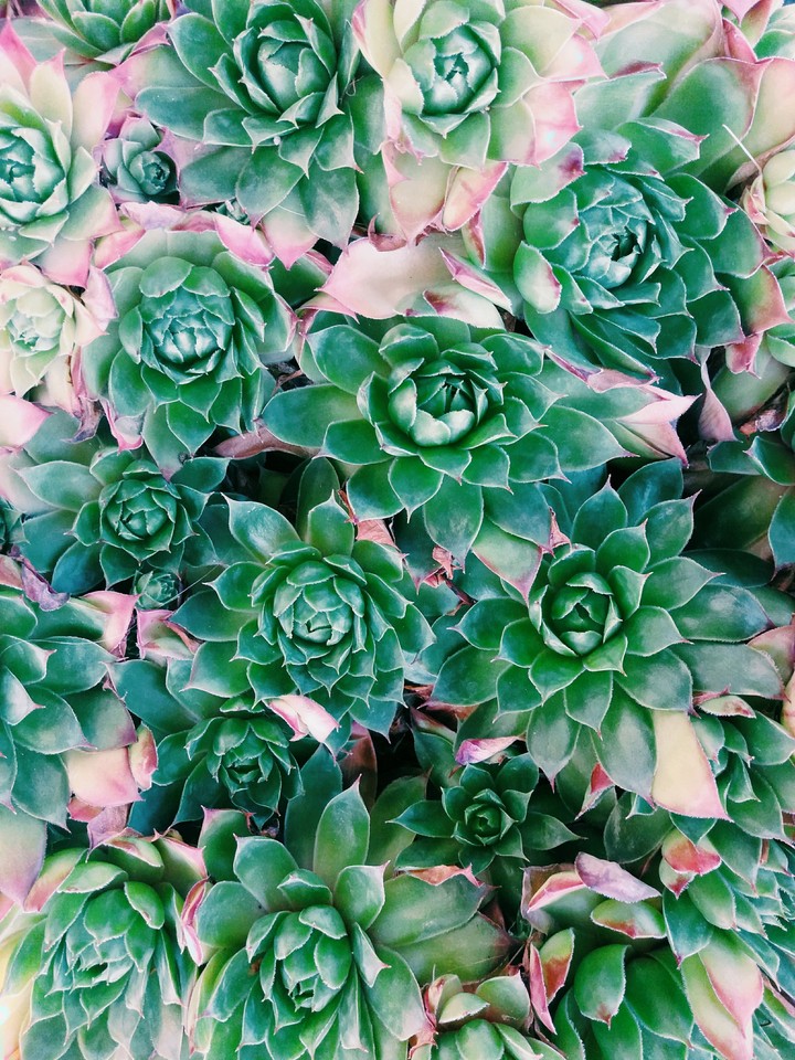partére de plante