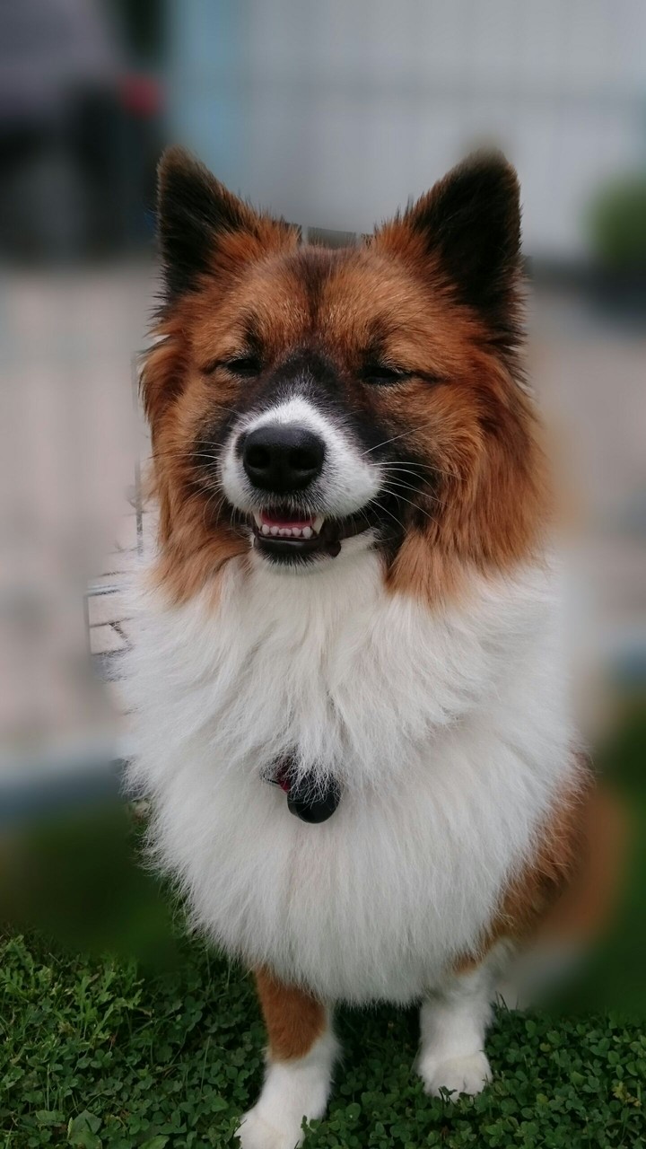 smiling dog