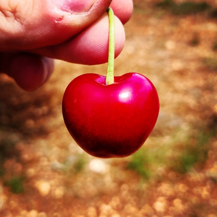 Cherry
