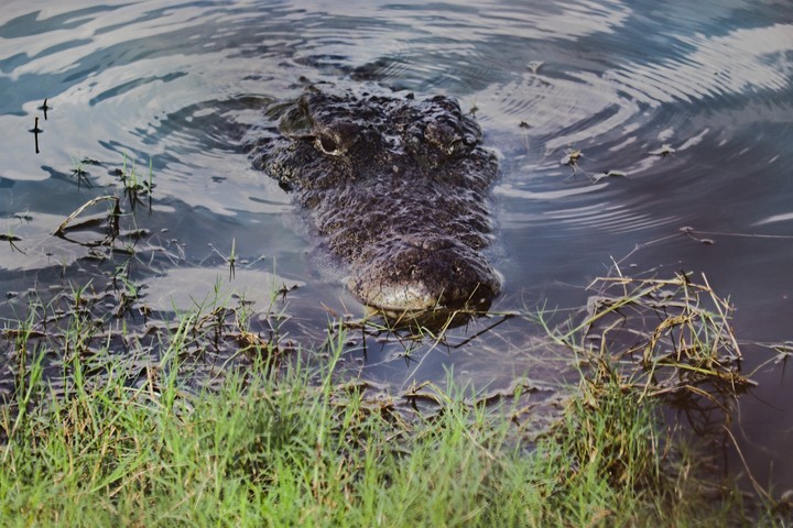 Wildlife
