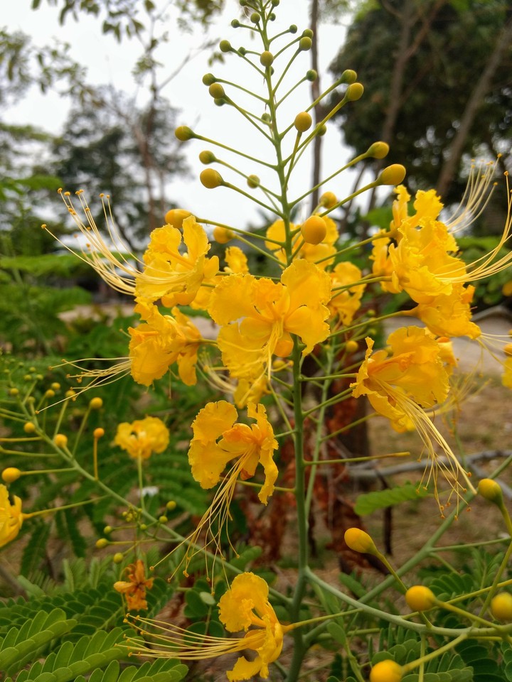 Flor amarilla