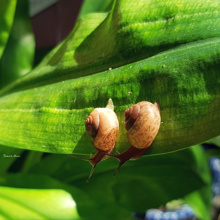 The snail love story