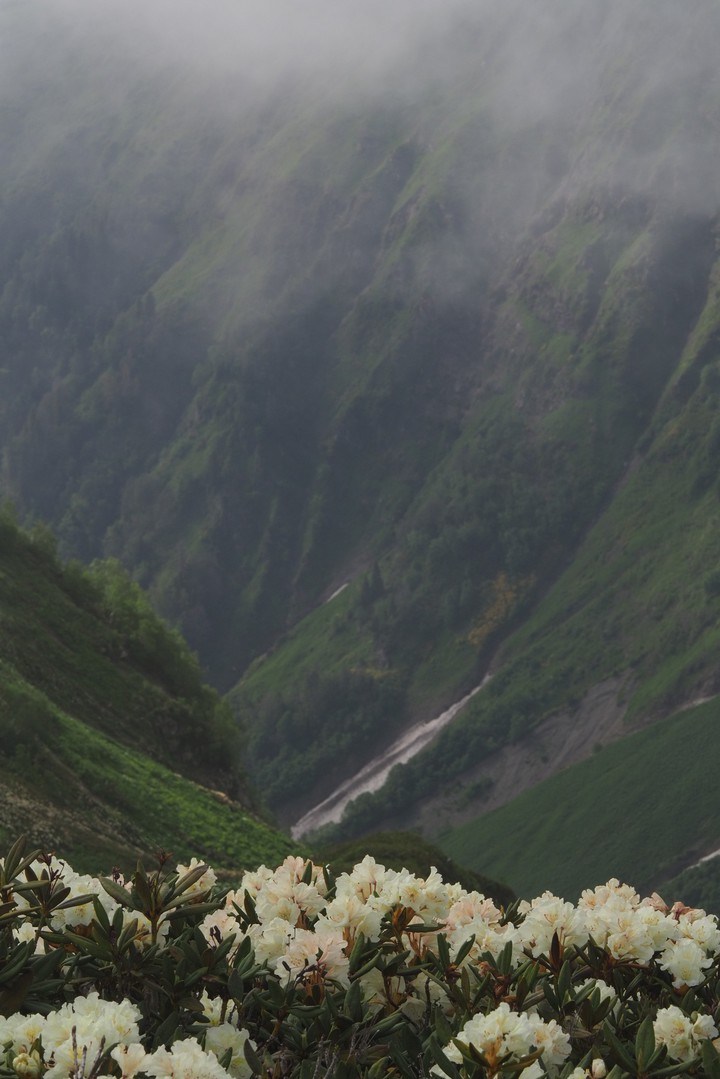 Rhododendrons