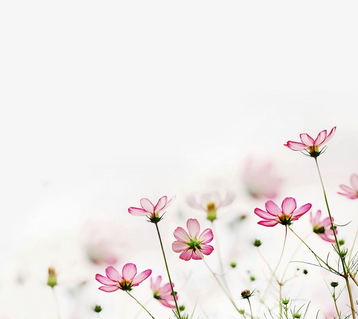 flores rosas