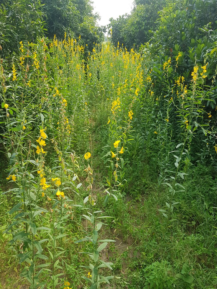 small flowers