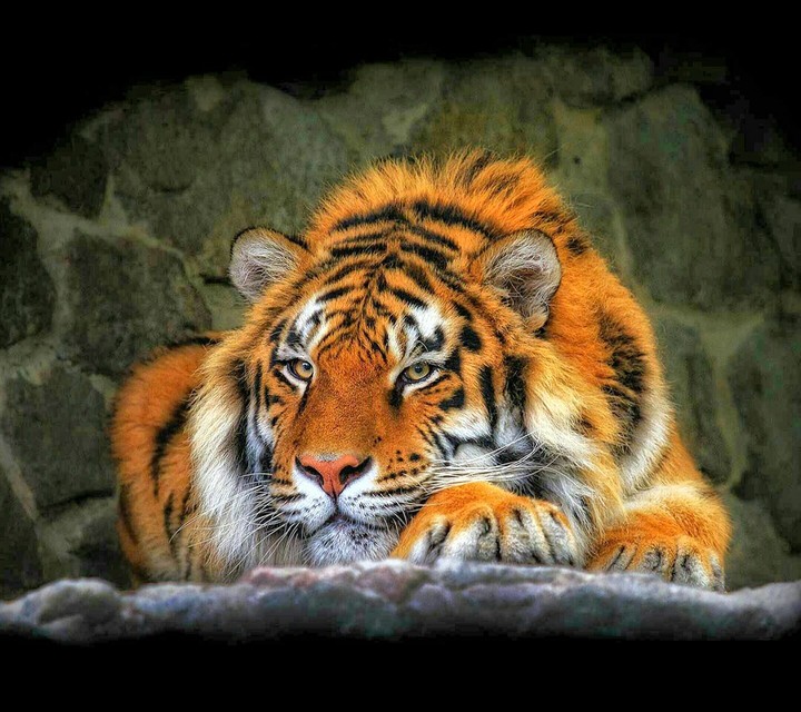 TigerMagical