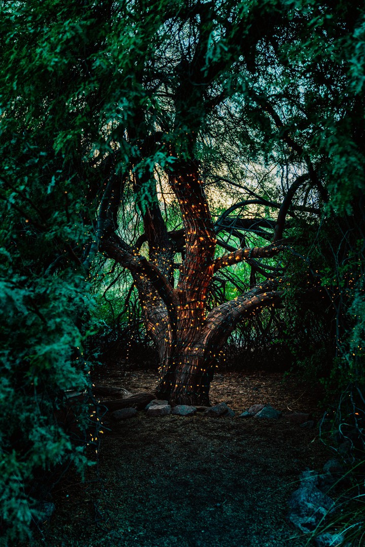 fantasy forest