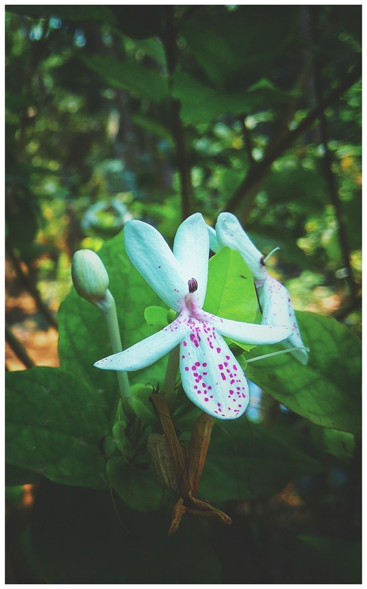 White Flower