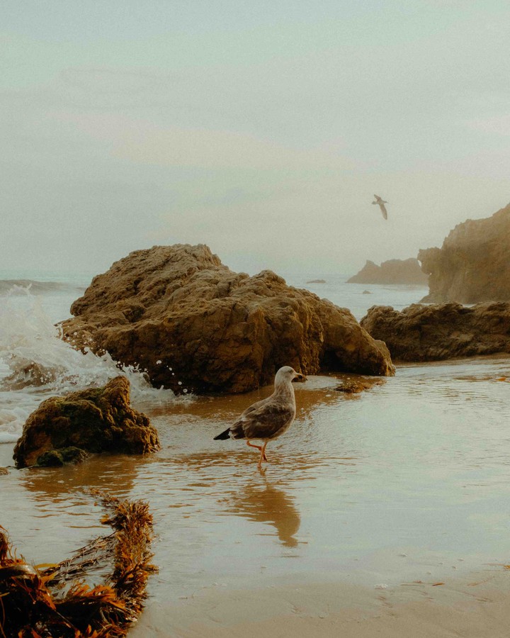 Sea