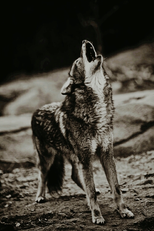 Wolf