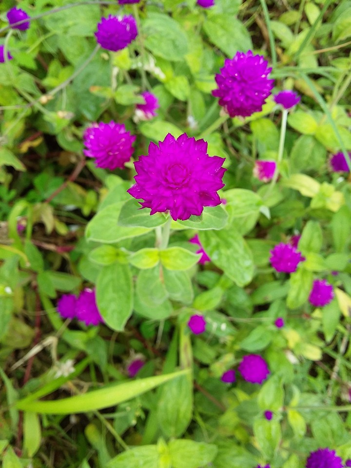 flores