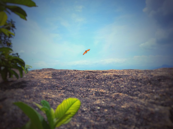 Butterfly