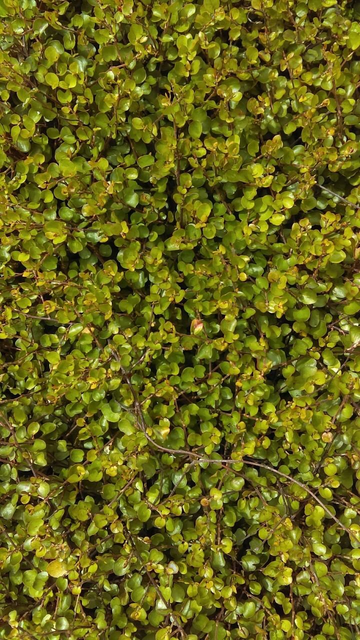 wirevine