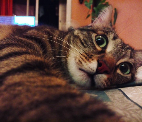fonds d'écran fauna, cat