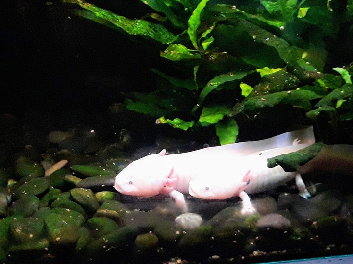 Axolote