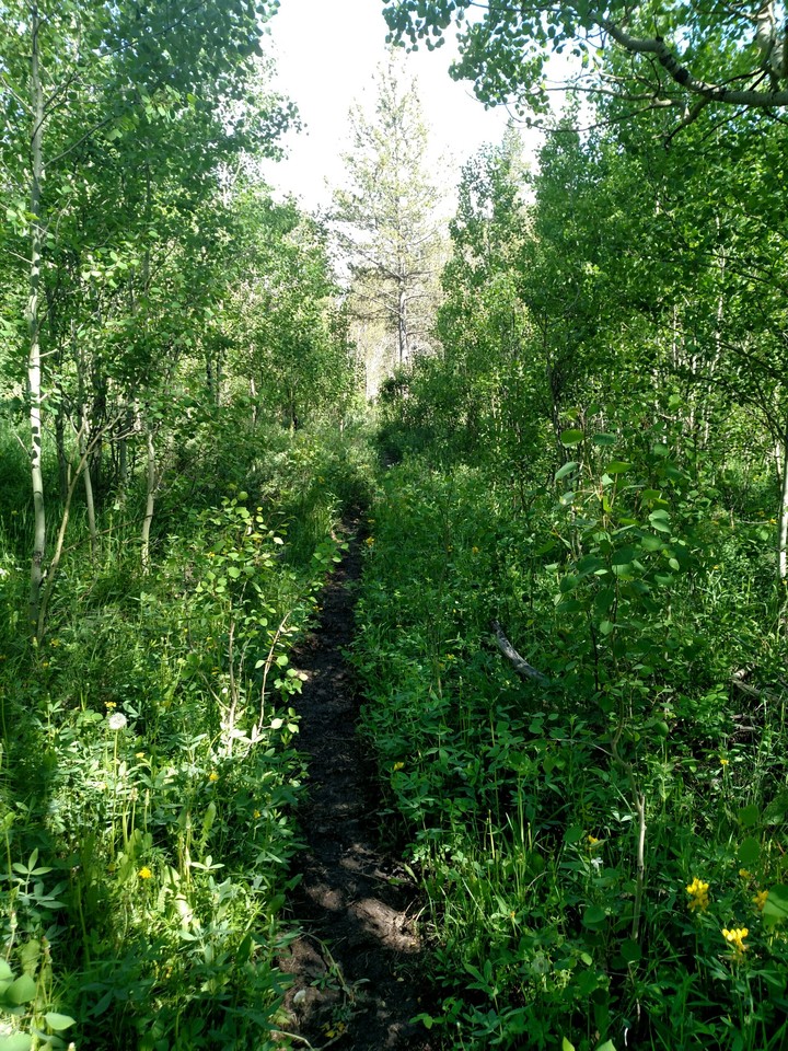 Flowers Trail