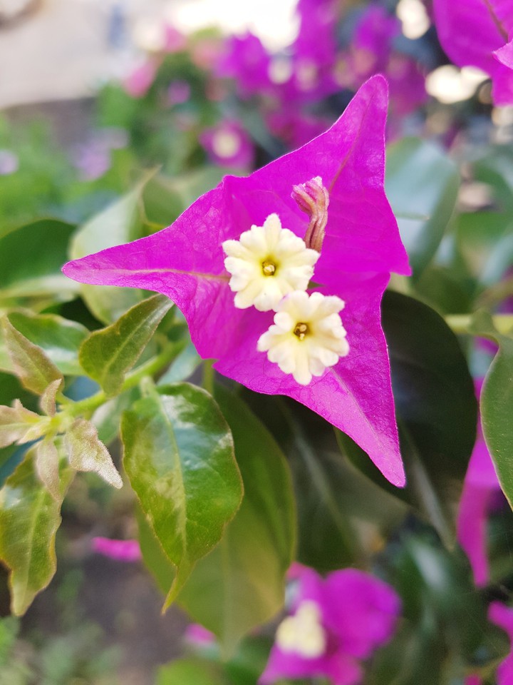 Beautiful flower