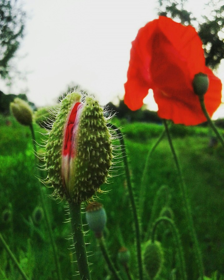 Red poppy