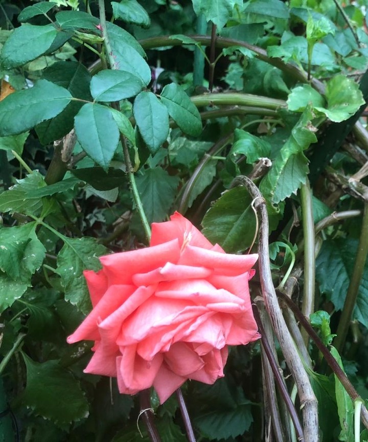 rose