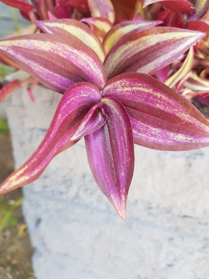 Red Leaf