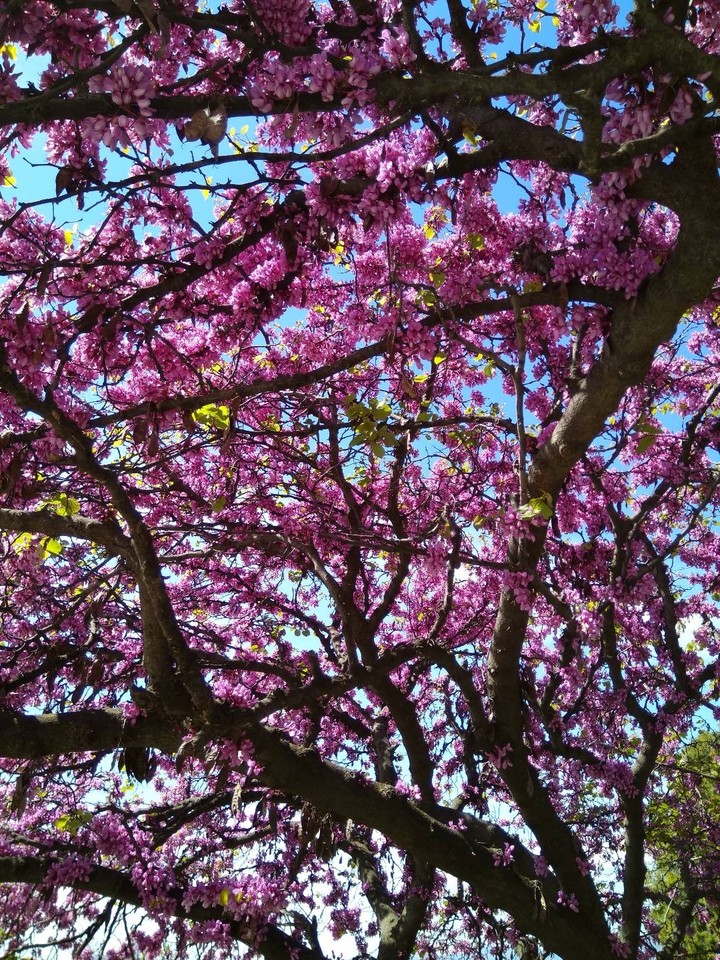 sweet spring