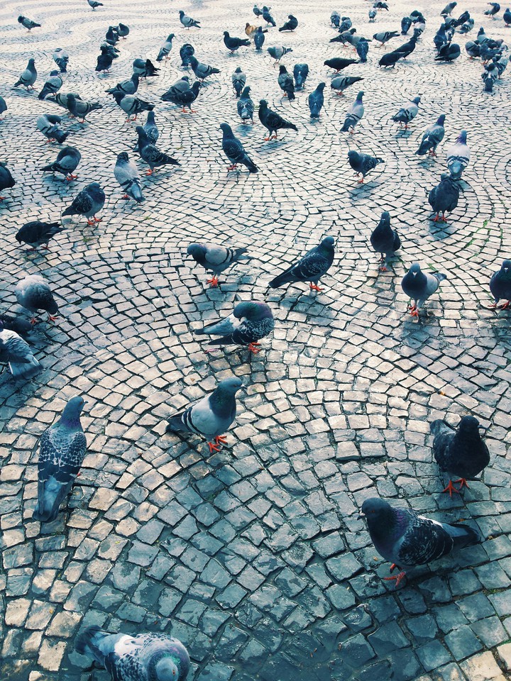 The Pigeons