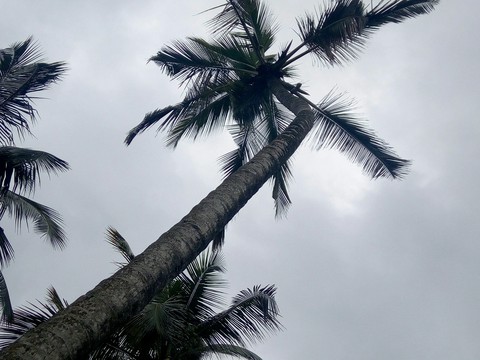 coconut tree