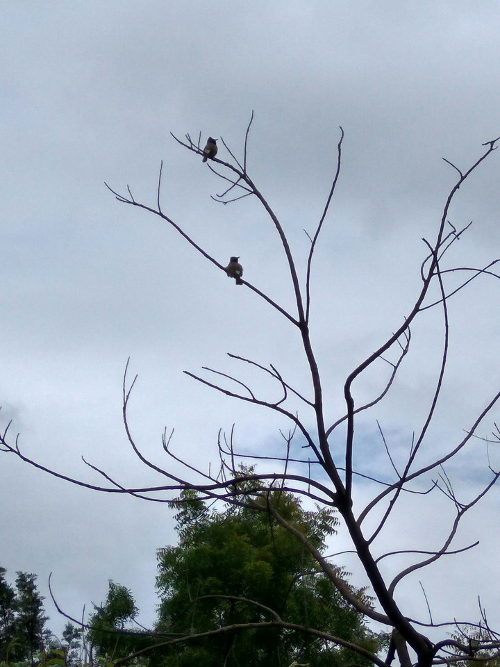 Two Birds resting on the branches of the Tree....
