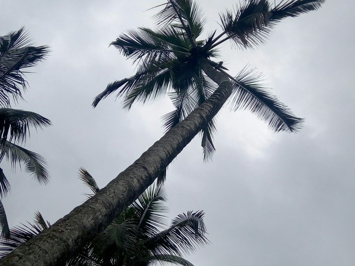 coconut tree
