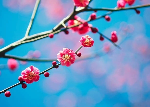 deep pink plum blossoms