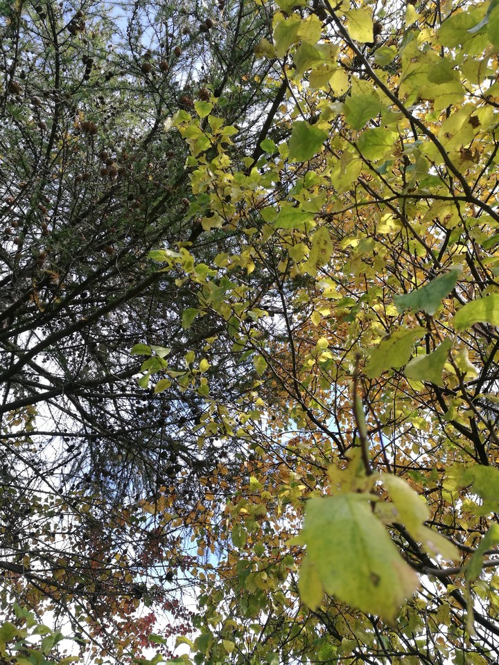 tree