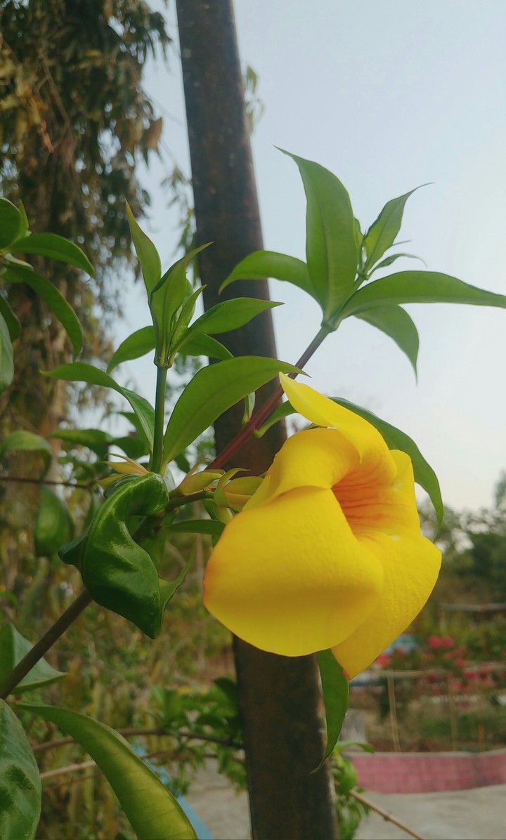 Mobile Photography