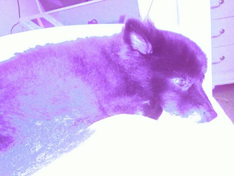 Precious in Purple