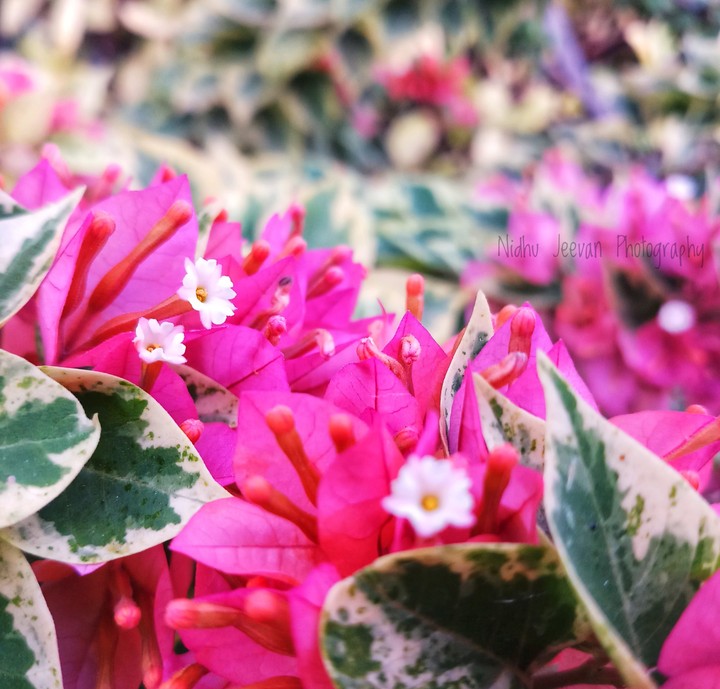 Pink Flowers..!