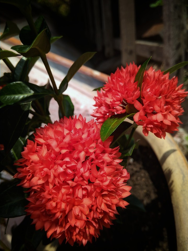 flower