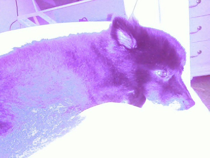 Precious in Purple