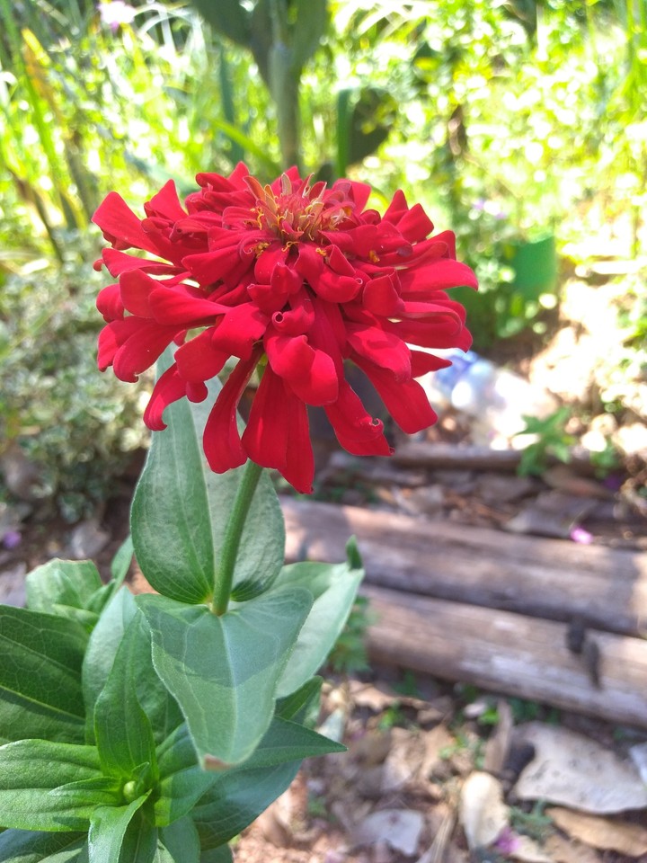 the flowers